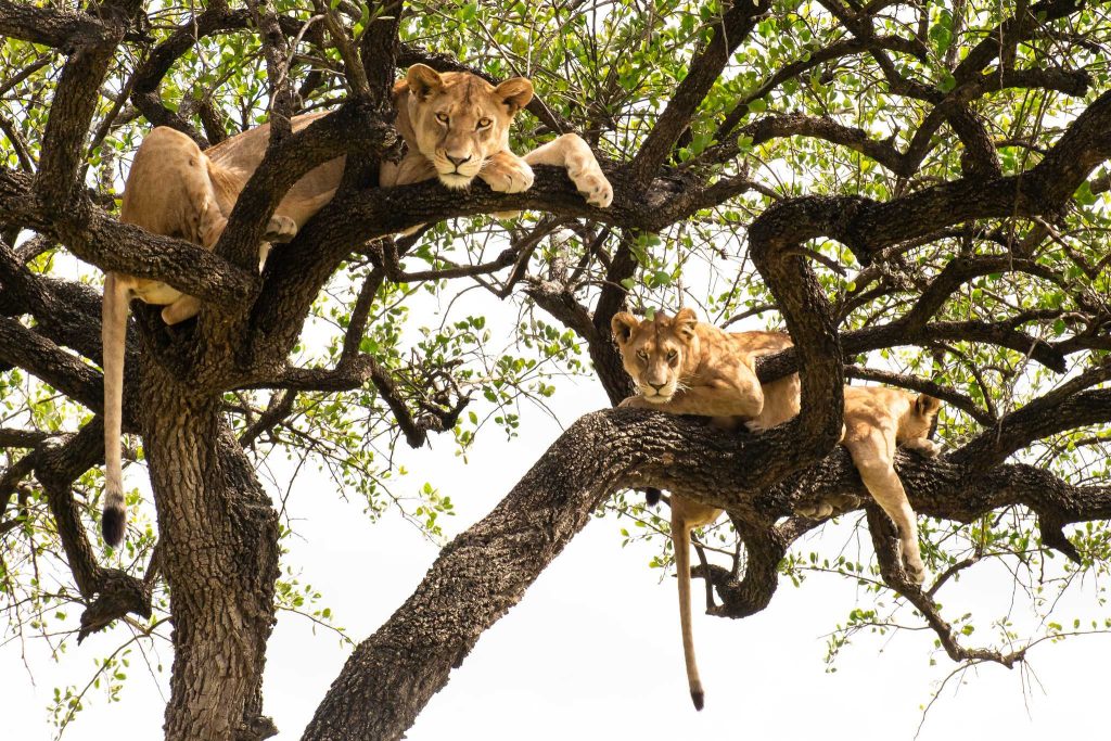 The Weather and Climate of Serengeti National Park