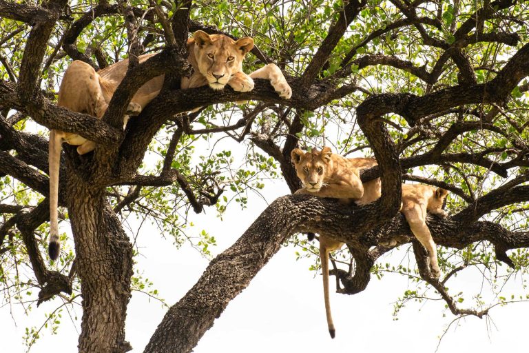 7 Days Tanzania Camping Safari