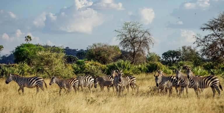 5 Days Gorillas & Zebra Safari