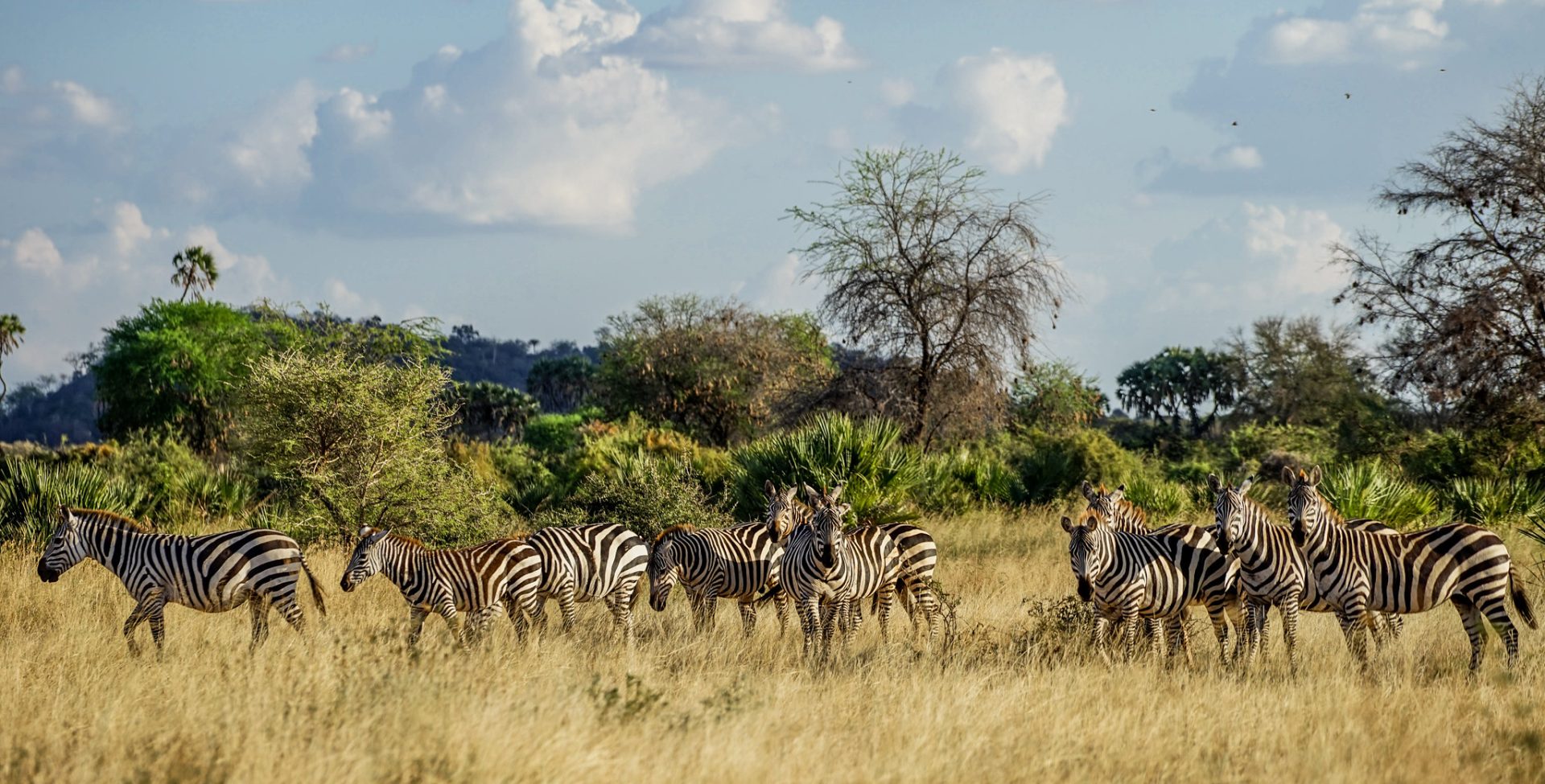 5 Days Gorillas & Zebra Safari