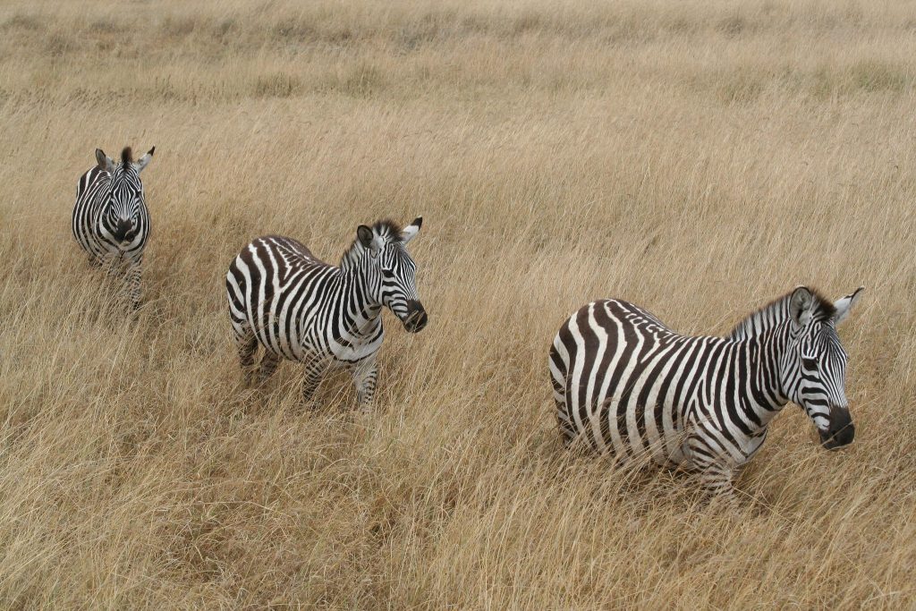 5-Day Tanzania Wildlife Safari
