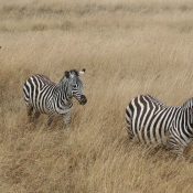Zebras In Ngorongoro Conservation Area