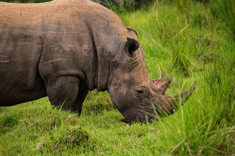 3 Days Murchison Falls Safari – Giraffe Paradise