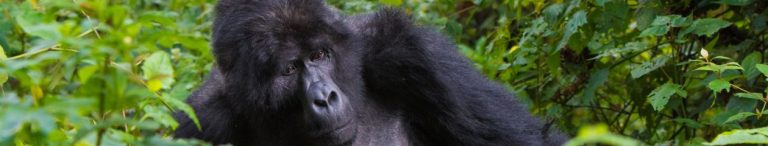 3 Days Honeymoon Ngamba Island Tour Package