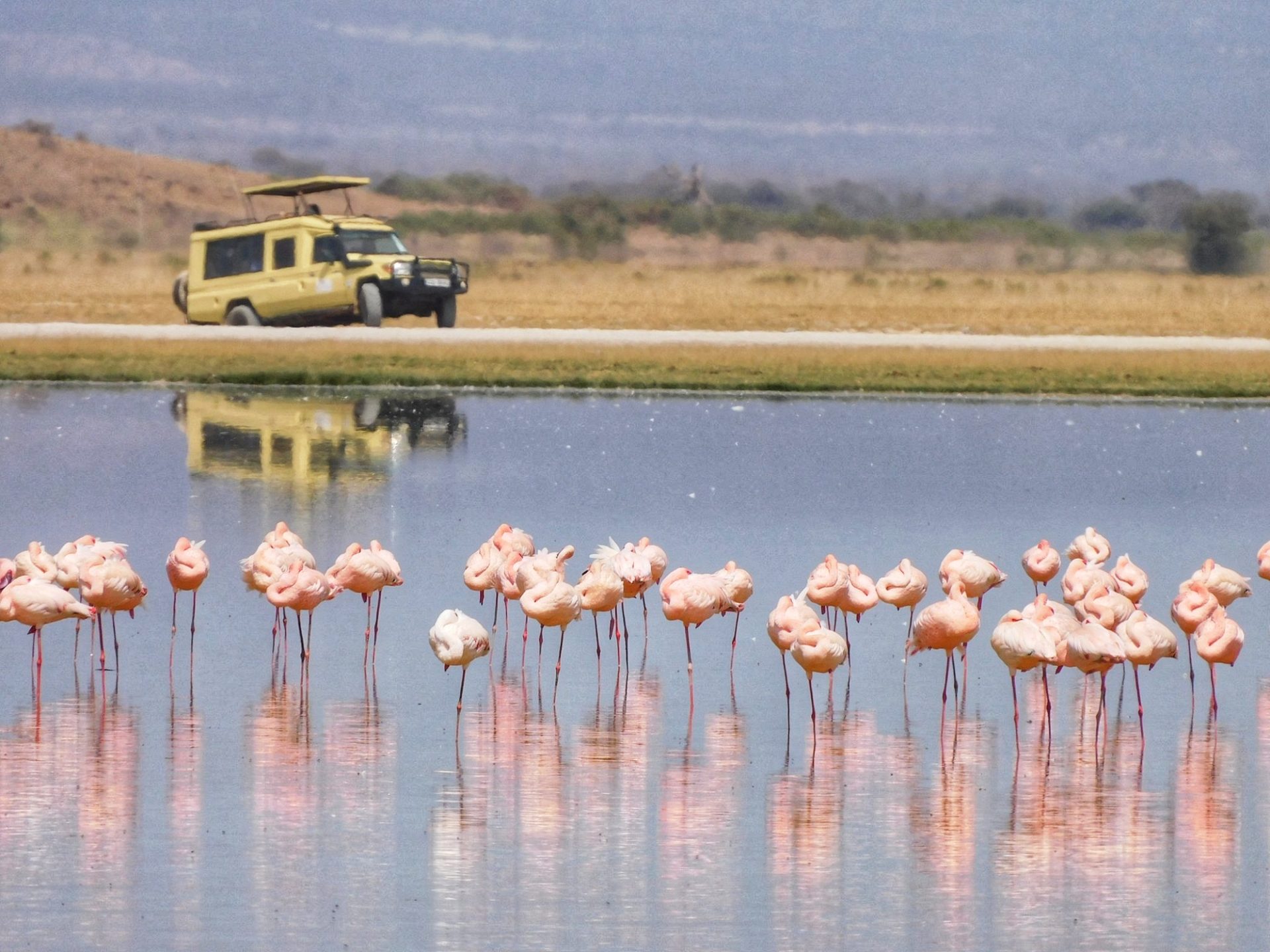 Flamingos Amboseli 01