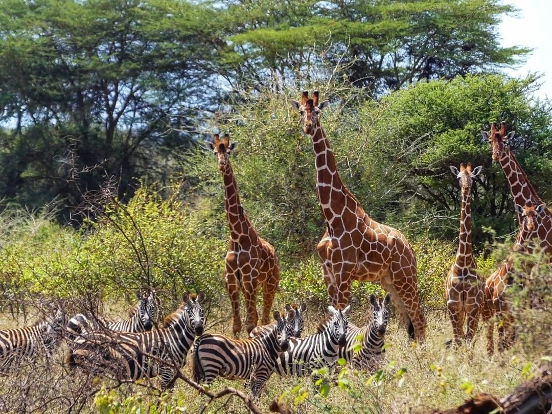 Explore giraffes in Meru park-01