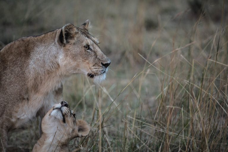 8 Days Kenya Flying Safari to Amboseli, Meru, and Masai Mara