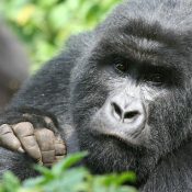 2 Day Gorilla Trekking Rwanda safari