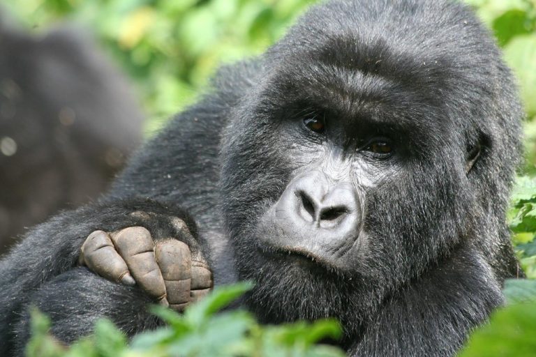 2 Day Budget Gorilla Trekking Rwanda