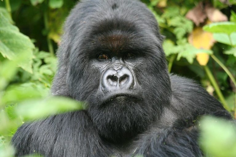 5 Days Green Rwanda Experience
