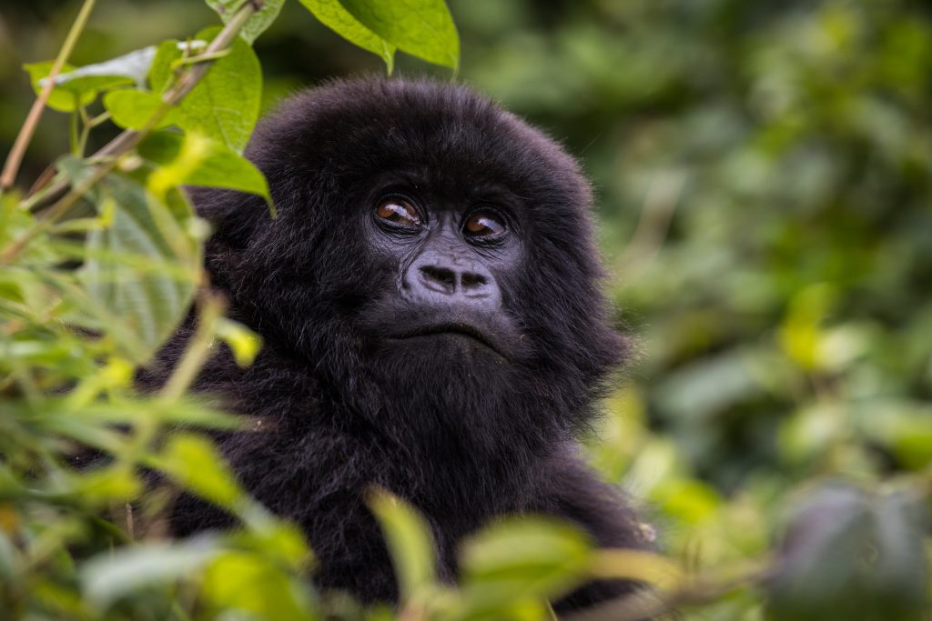 9 Days Primate Special Uganda Safari