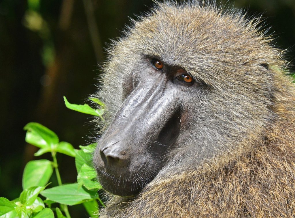 Is Uganda Safe to Visit in 2026? Safety Tips & Travel Guide