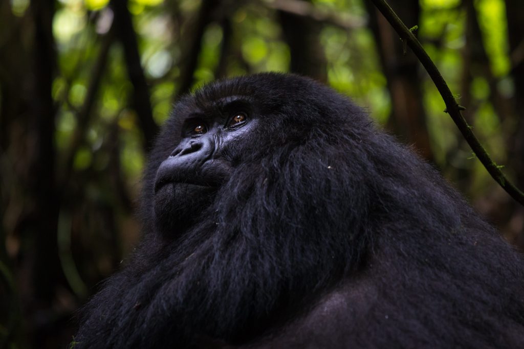 4-Day Gorillas & Volcanoes Safari – Bwindi & Kisoro Adventure