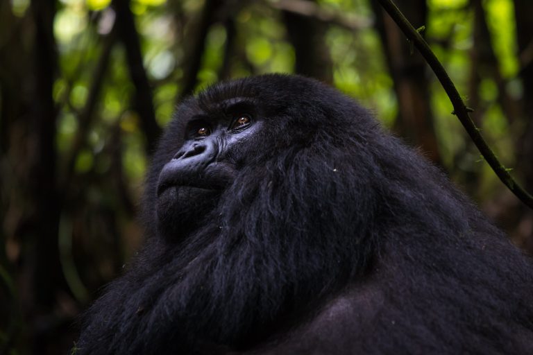 4-Day Gorillas & Volcanoes Safari – Bwindi & Kisoro Adventure