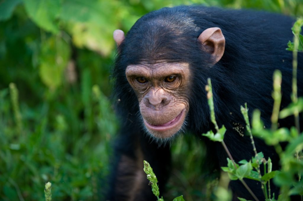 Explore Chimpanzees in Kibale Forest