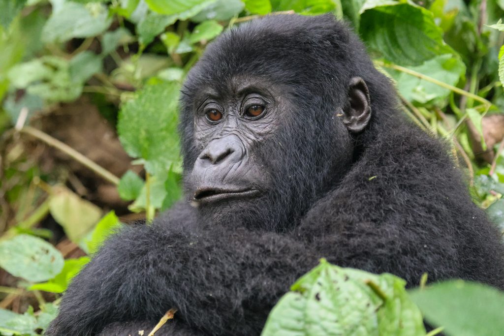 Gorilla Trekking Rules and Regulations in Rwanda