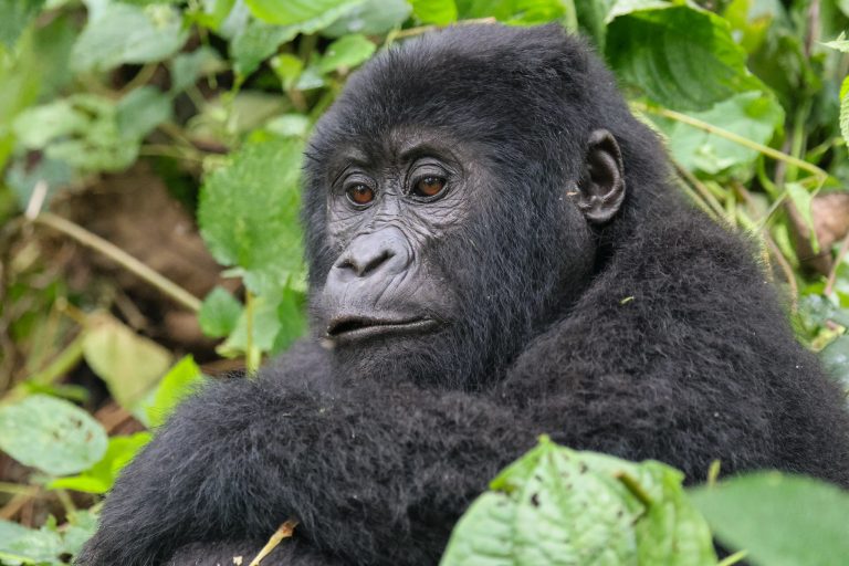 12 Days Uganda Primate Safari