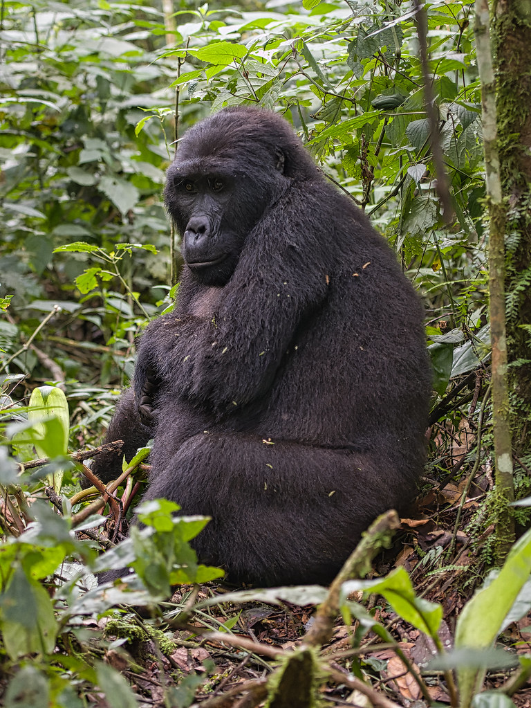 Gorilla Trekking Safaris In Bwindi Impenetrable Park