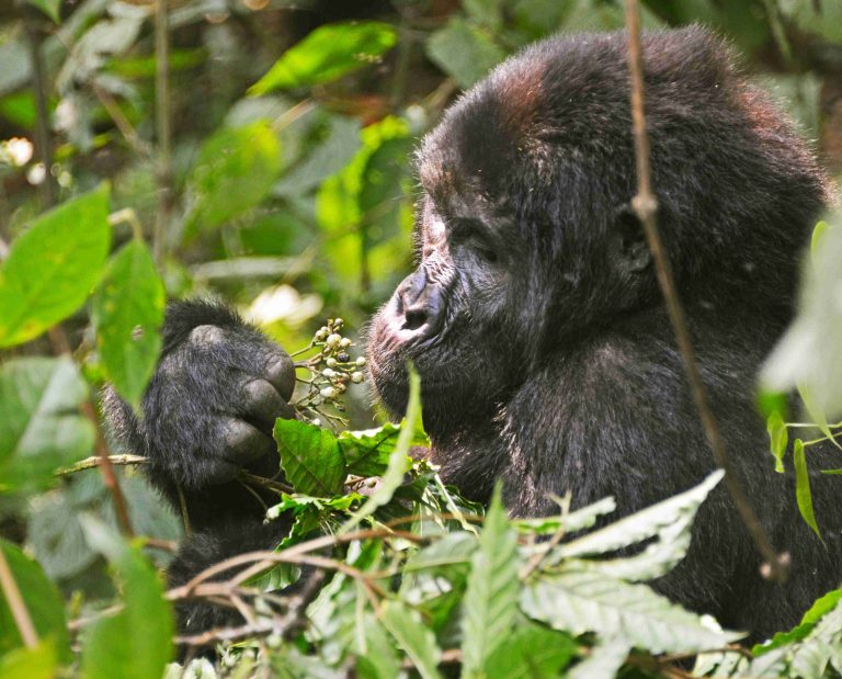 7-Day Gorillas, Chimps & Queen Elizabeth National Park Safari – Uganda Wildlife Adventure