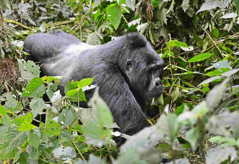 2 days Mgahinga trek from Kigali.