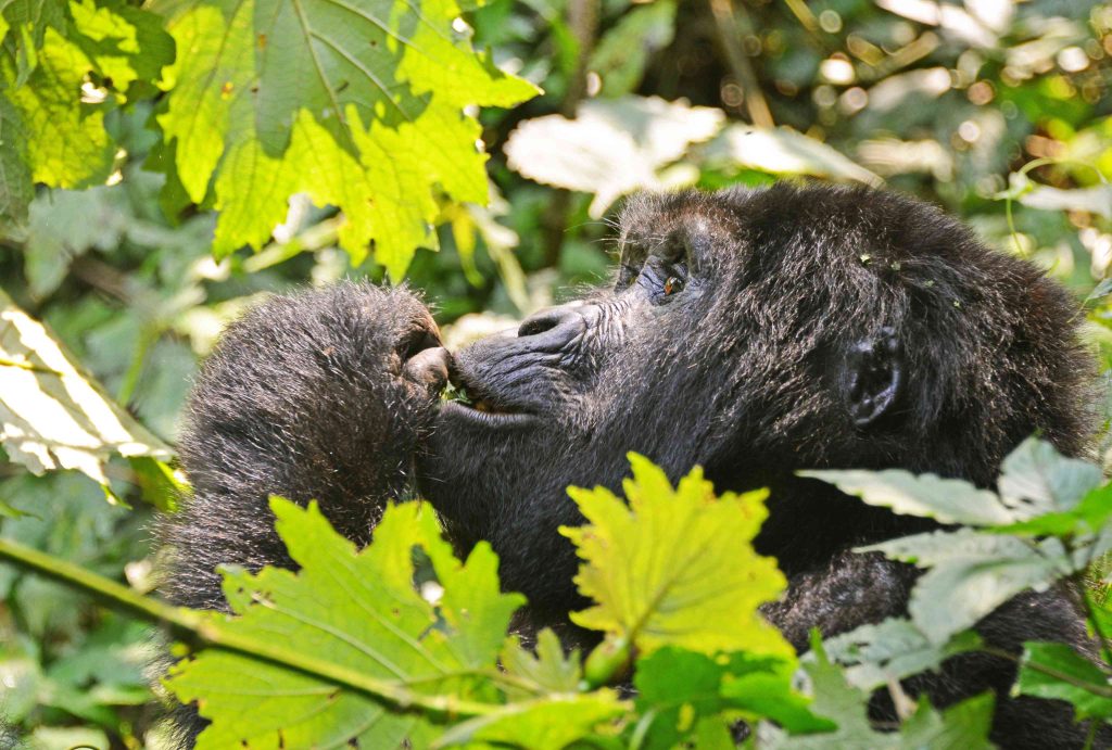 4 Days Double Gorilla Trekking Rwanda (All-Inclusive)