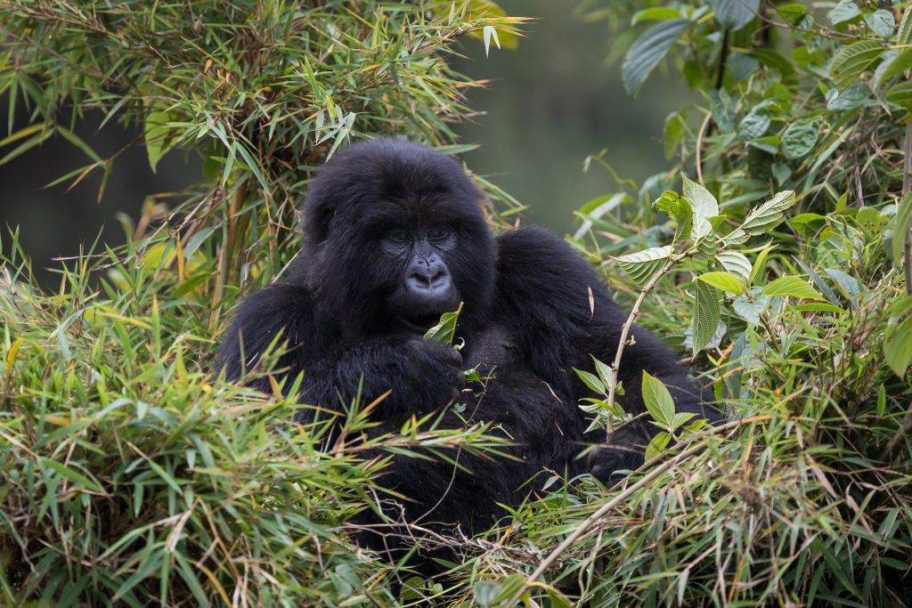 10 Days Rwanda Safari – Gorilla & Chimpanzee Tracking Adventure