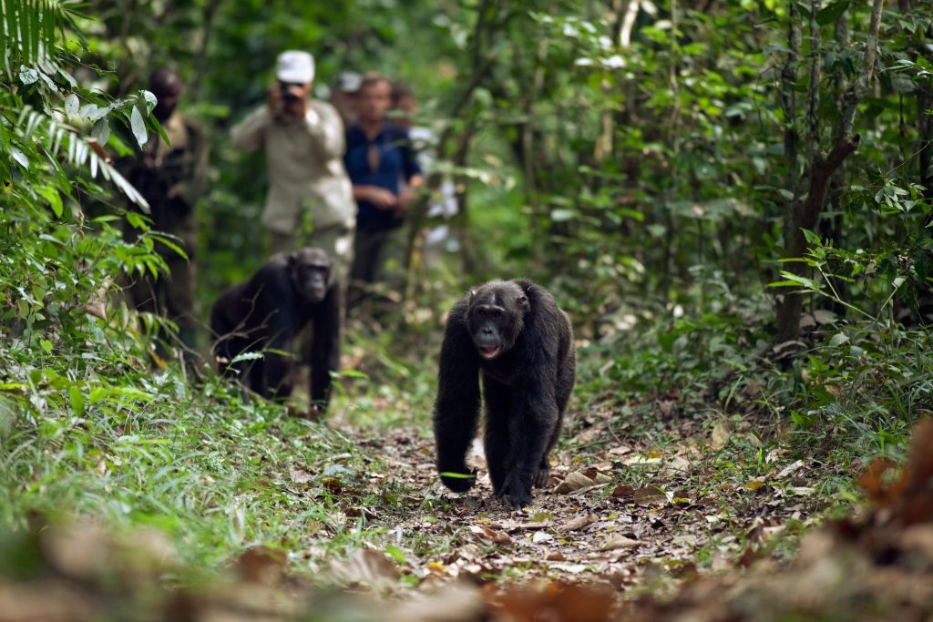 Chimpanzee tracking in Uganda and Rwanda