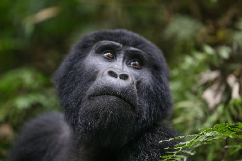 15 Days: Rwanda & Uganda – On the Trail of the Gentle Giants