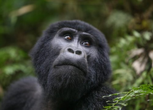 Gorilla Trekking Safaris