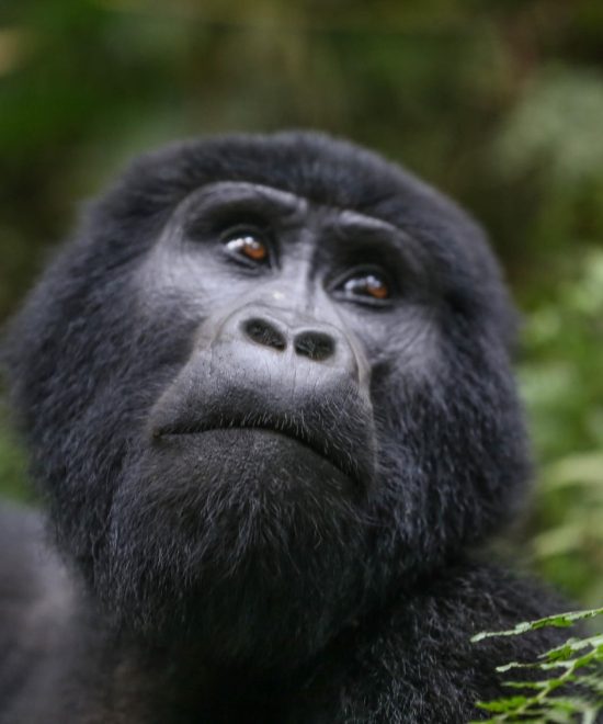 Gorilla Trekking Safaris