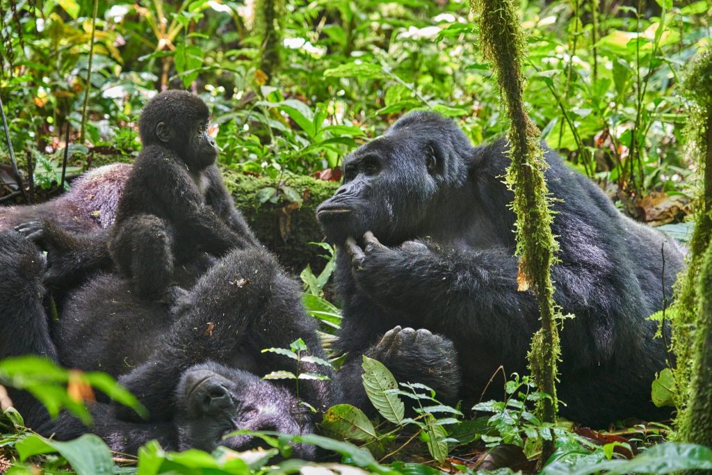 Lowland gorillas in the D.R Congo
