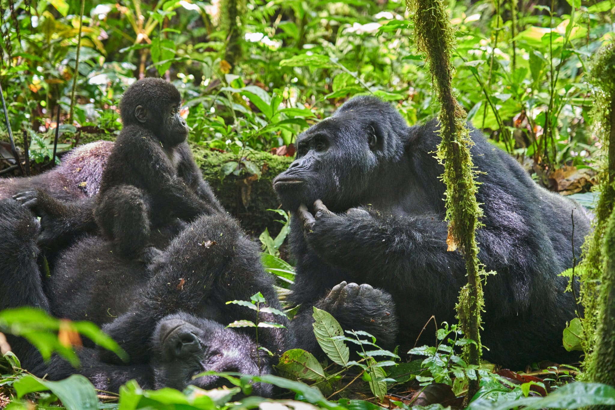 Lowland gorillas in the D.R Congo