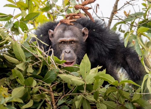 Chimpanzee Tracking Safaris