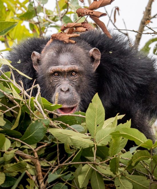 Chimpanzee Tracking Safaris