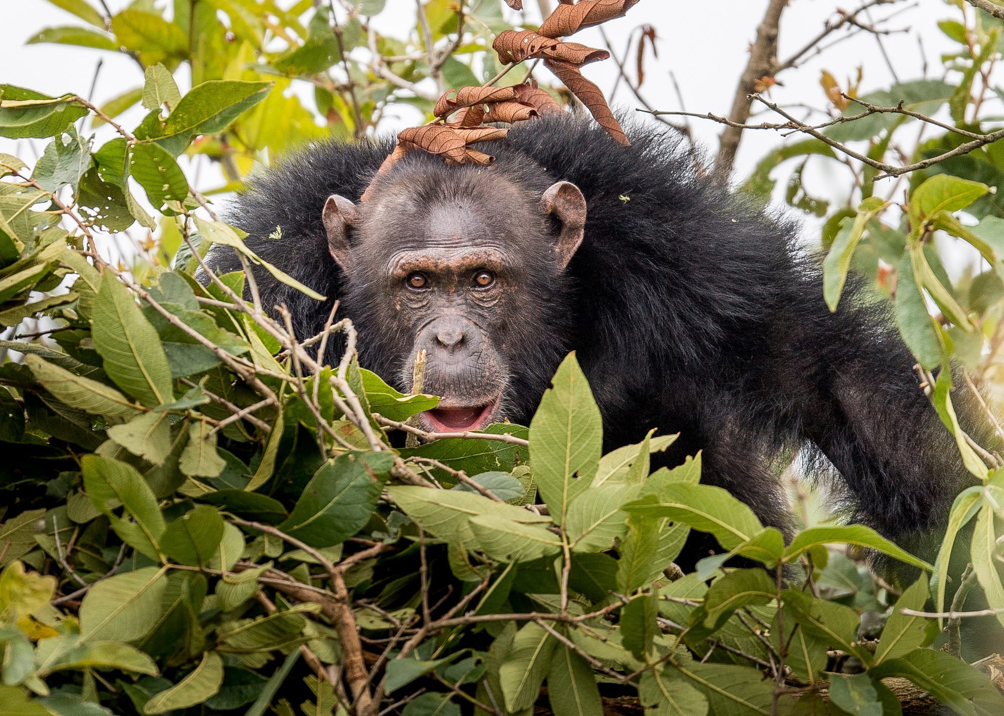 Chimpanzee Tracking Safaris