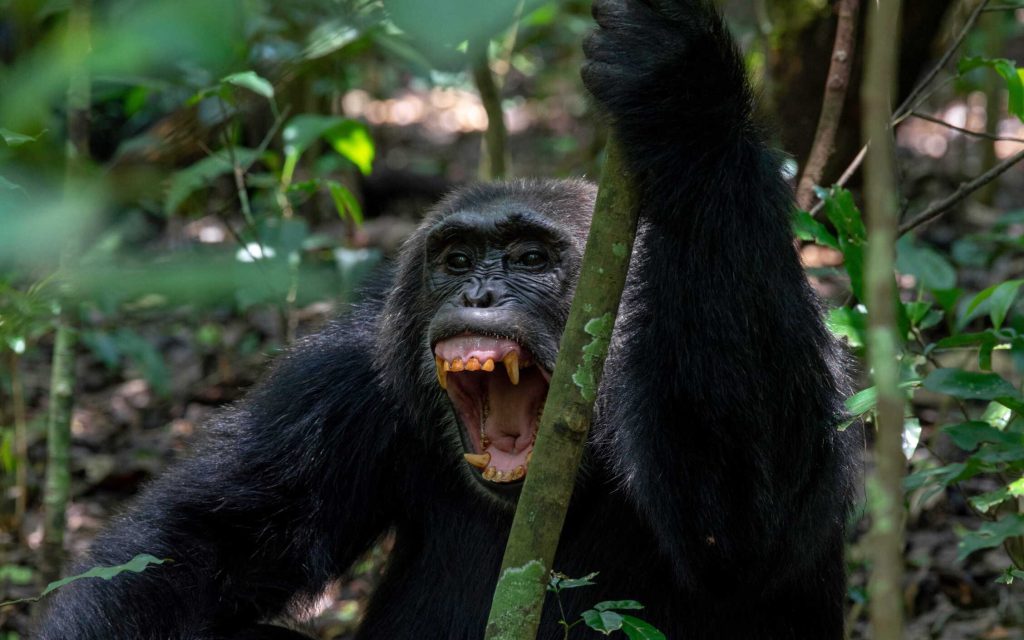 10 Days Rwanda Safari – Gorilla & Chimpanzee Tracking Adventure