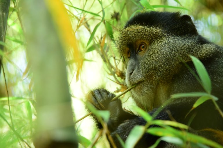 5 Days Green Rwanda Experience