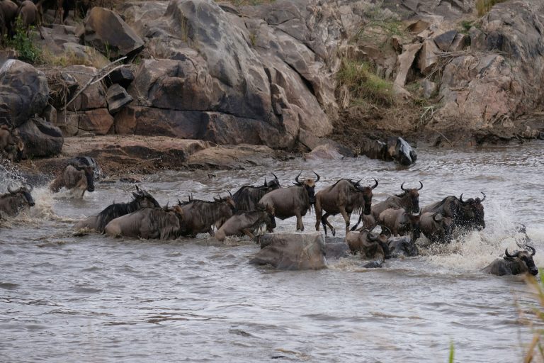 7 days migration safari Kenya