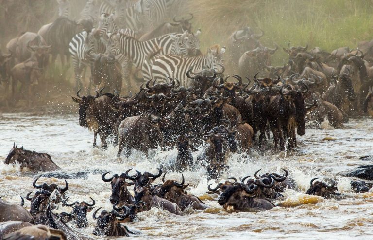 4 Days Serengeti Safari & Gorilla Trek in Rwanda