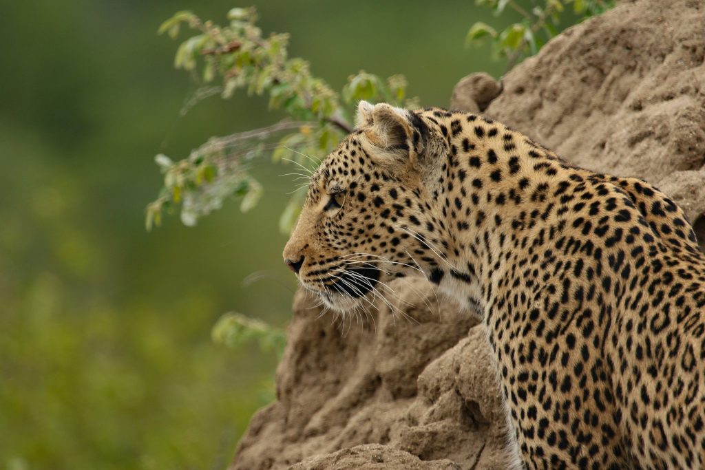13 Days Luxury Uganda Fly-In Safari & Primate Trekking