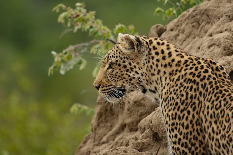 13 Days Luxury Uganda Fly-In Safari & Primate Trekking