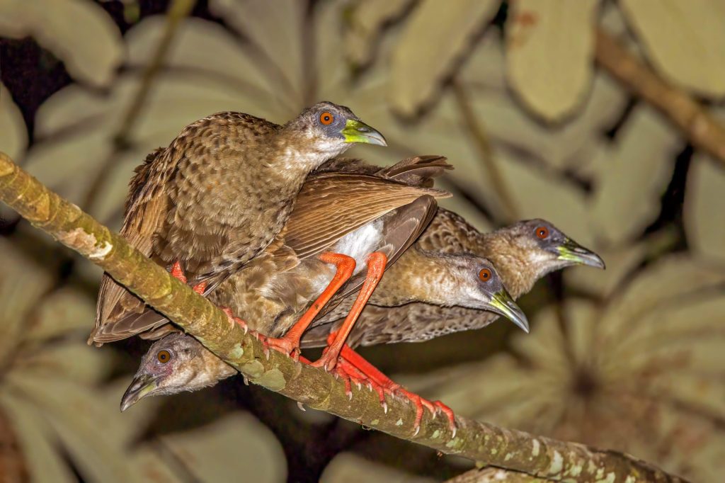 Nkulengu Rail in semuliki national park