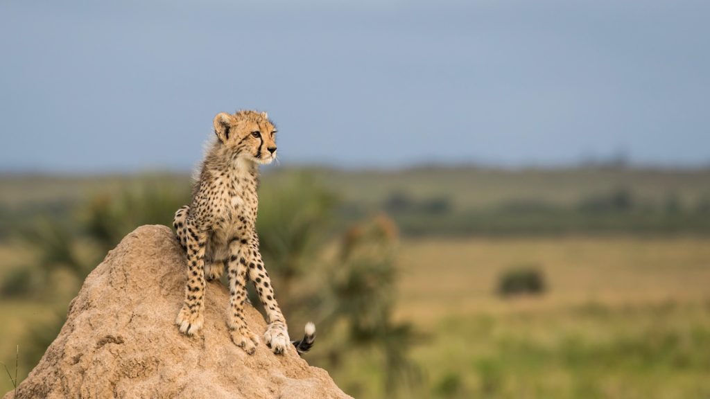 cheeter standing on cliff