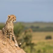 cheeter standing on cliff