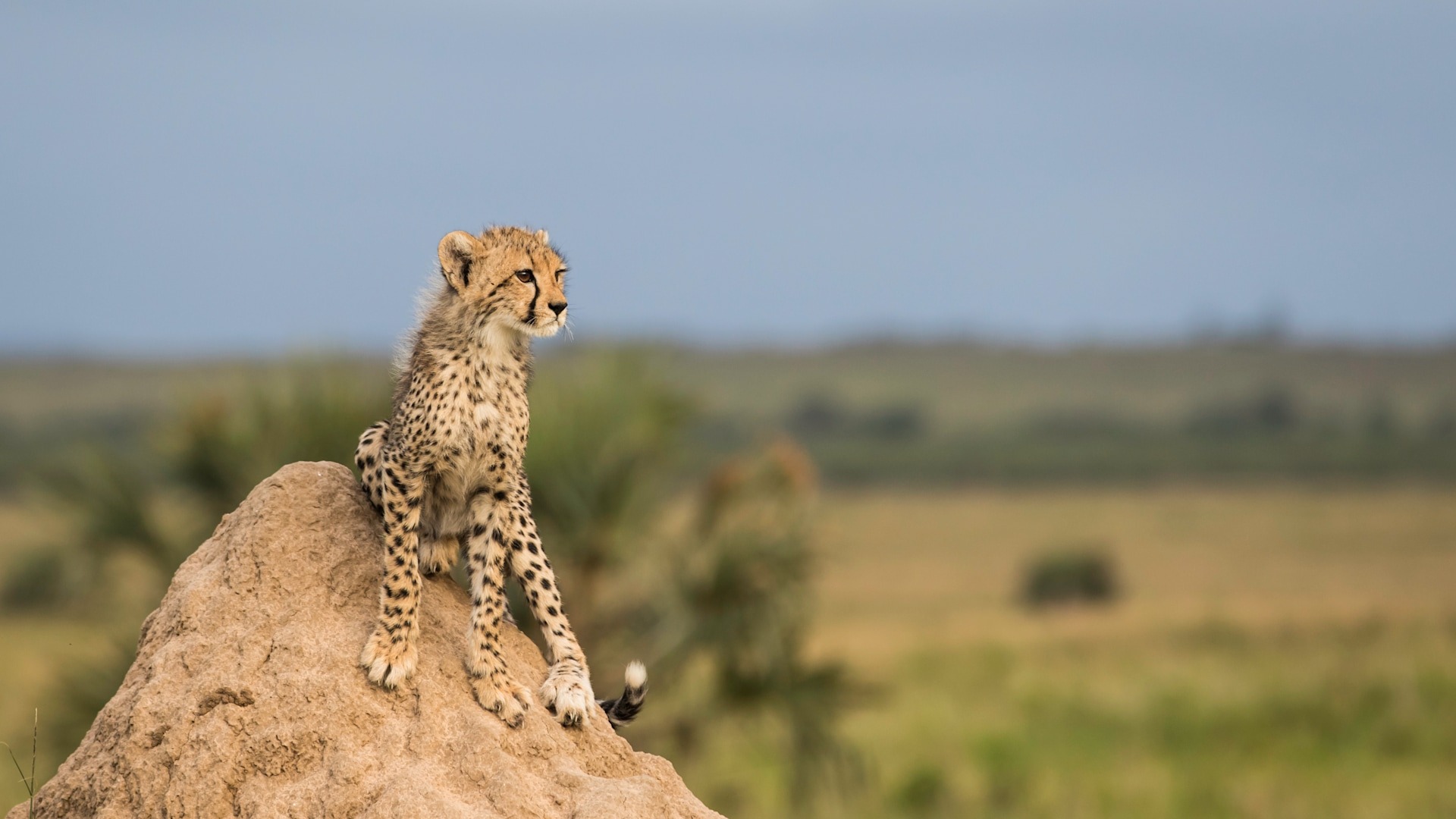 cheeter standing on cliff