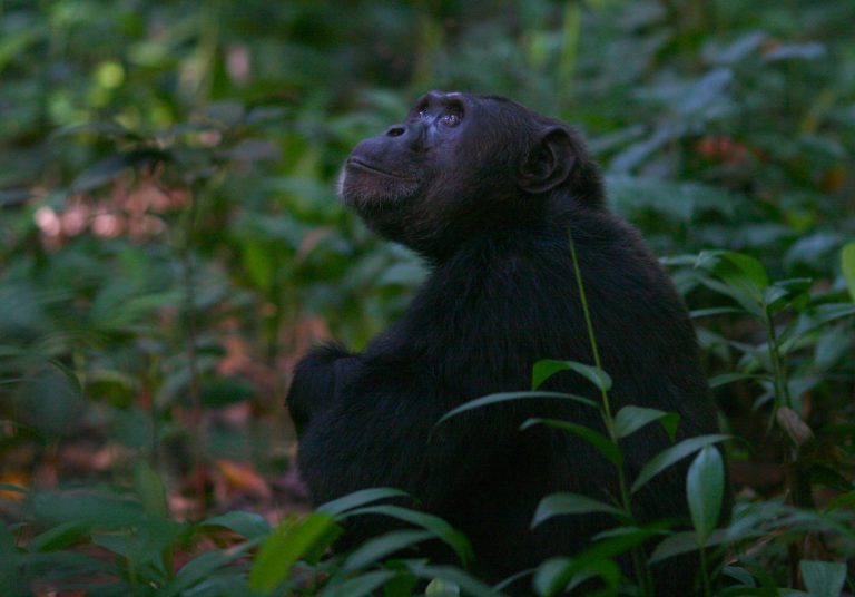 8 Days Rwanda Safari – Akagera, Nyungwe & Volcanoes