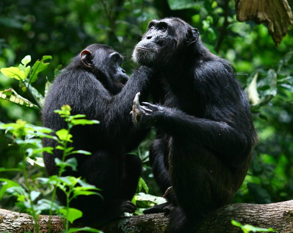 chimpanzee trekking - uganda safaris