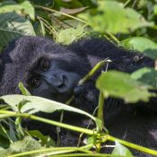gorilla looking at people