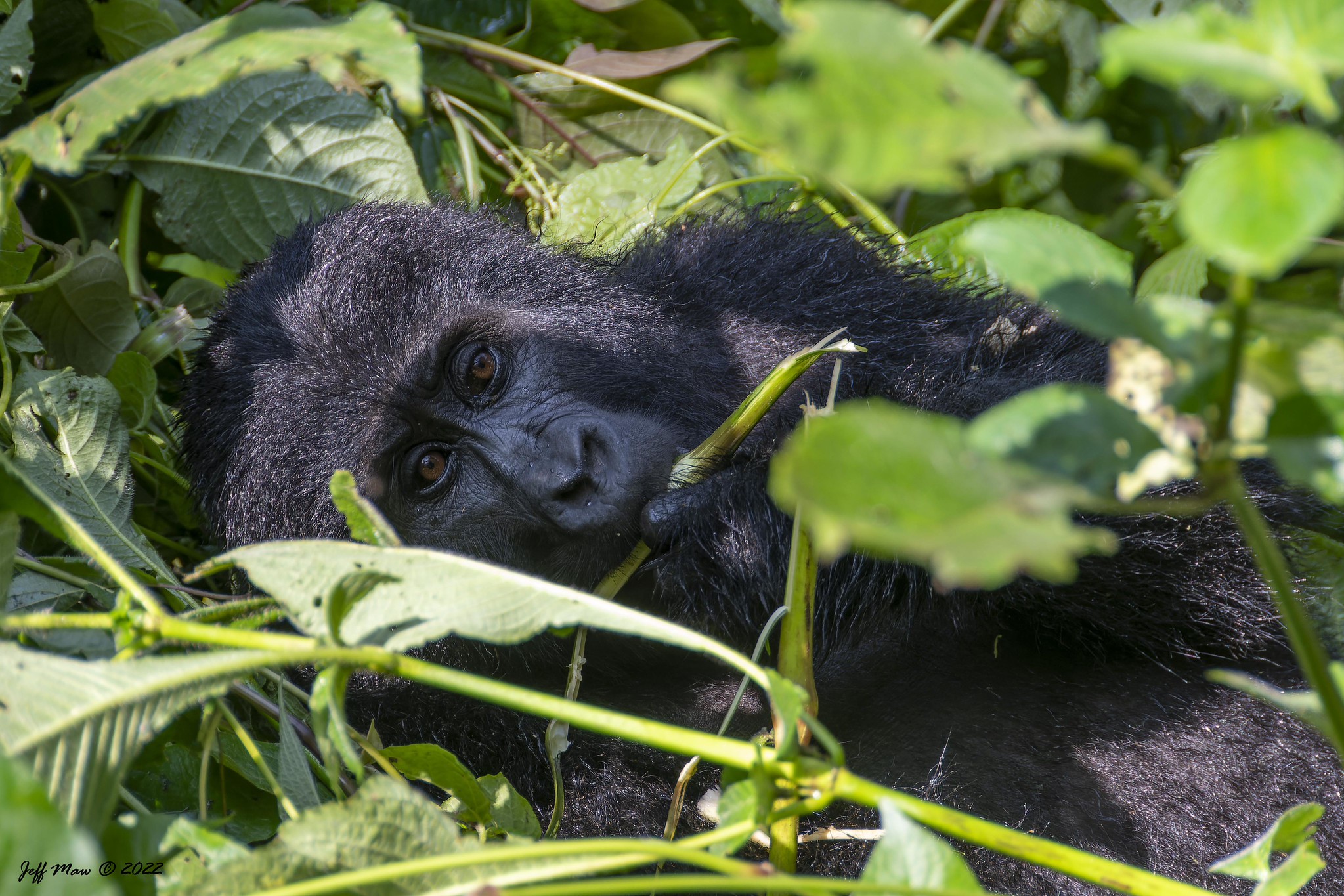 gorilla looking at people