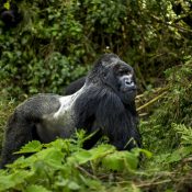 Luxury sliverback gorilla safaris